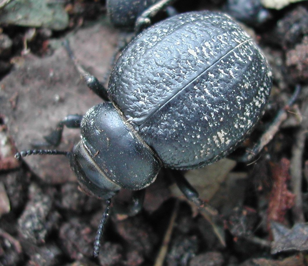 Coleoptera da Malta - Pimelia rugulosa melitana